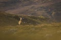 Male red deer stag in the Scottish Highlands Royalty Free Stock Photo