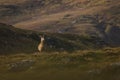 Male red deer stag in the Scottish Highlands Royalty Free Stock Photo