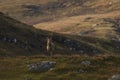 Male red deer stag in the Scottish Highlands