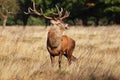 Male red deer standing in the meadow of Bushy park