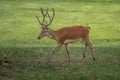 Male Red Deer with Velvet Antlers