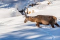 Male red deer walking in deep snow