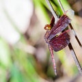 Male red dragonfly on plant , Neurothemis fluctuans