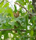 male red eastern screech owl - Megascops Asio - perched on turkey oak tree - Quercus laevis - hidden behind leaves, ear tufts Royalty Free Stock Photo