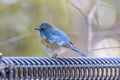 Male Red-flanked bluetail on a fence