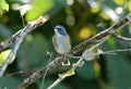 Male Red-flanked Bluetail (Tarsiger cyanurus)