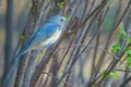 Male Red-flanked Bush Robin