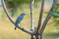 Male Red-flanked Bush Robin