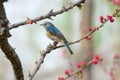 Male Red-flanked Bush Robin