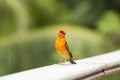 Male red fody Foudia madagascariensis, Seychelles and Madagascar bird. Royalty Free Stock Photo