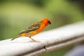 Male red fody Foudia madagascariensis, Seychelles and Madagascar bird. Royalty Free Stock Photo