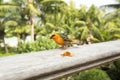 Male red fody Foudiamadagascariensis, Seychelles and Madagascar bird. Royalty Free Stock Photo