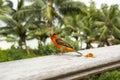 Male red fody Foudiamadagascariensis, Seychelles and Madagascar bird. Royalty Free Stock Photo