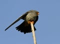 A male Red-footed falcon-2.