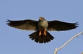 The male Red-footed falcon.