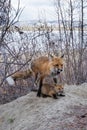 Male red fox feeding mouse kill to young cub