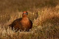 Male red grouse in the field of heather in autumn