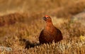 Male red grouse in the field of heather in autumn