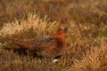 Male red grouse in the field of heather in autumn