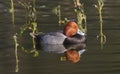 Male red head duck drake (Aythya americana) with water reflection, calm at rest Royalty Free Stock Photo