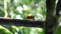 Male Red-headed Barbet, Eubucco bourcierii, at a feeder in Ecuador