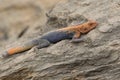 Male red-headed rock agama hiding in the rocks on the rocky bank Royalty Free Stock Photo