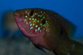 Male Red Jewel Cichlid Fish Royalty Free Stock Photo