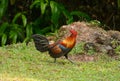 Male Red junglefowl (Gallus gallus)