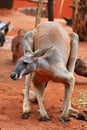 Male red kangaroo Royalty Free Stock Photo