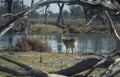 Male of red lechwe gazelle (Kobus leche), Botswana