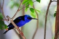 Male red-legged honeycreeper bird