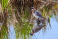 Male Red Necked Phalarope Royalty Free Stock Photo