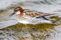 Male Red-Necked Phalarope Royalty Free Stock Photo