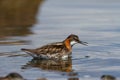 Male red-necked phalarope with a small invertebrate in its beak Royalty Free Stock Photo