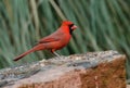 Male red Northern Cardinal bird, Athens, Georgia