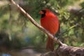 Male Northern Cardinal bird perched in a cedar tree Royalty Free Stock Photo