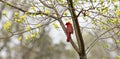 A male red Northern cardinal Cardinalis cardinalis sits in a dogwood tree Royalty Free Stock Photo