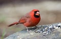 Red male Northern Cardinal bird eating seed, Athens GA, USA Royalty Free Stock Photo