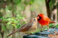 Rite of spring courting cardinal birds Royalty Free Stock Photo