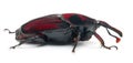 Male Red palm weevil, Rhynchophorus ferrugineus