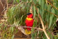 A male red parrot - Eclectus roratus - sits on a branch in an aviary for parrots in Gan Guru kangaroo park in Kibutz Nir David in