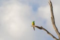 Male Red rumped Parrot bird (Grass Parrot) in green and yellow c