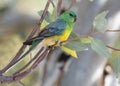 Male red rumped parrot