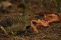 Male red-shafted Northern Flicker foraging on the forest floor