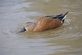 Male Red Shoveler, Anas platalea, foraging on the water Royalty Free Stock Photo