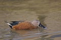 Male Red Shoveler, Anas platalea, on the water Royalty Free Stock Photo