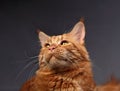 Male red solid maine coon cat with beautiful brushes on the ears curious looking up