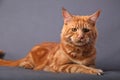 Male red solid maine coon cat lying with beautiful brushes on th