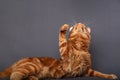 Male red solid maine coon cat lying with beautiful brushes ears