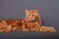 Male red solid maine coon cat lying with beautiful brushes on th